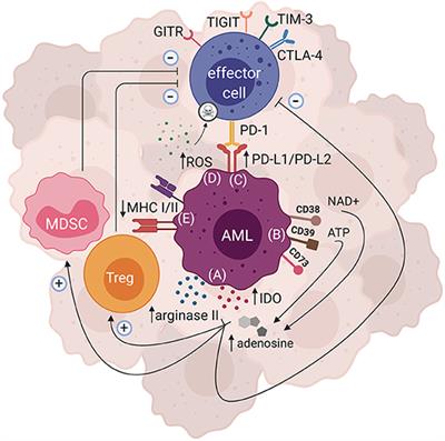 CAR T Cells for Acute Myeloid Leukemia: State of the Art and Future Directions